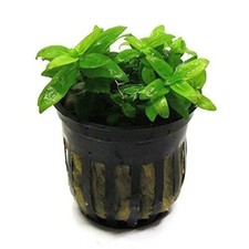 Stuarogyne Repens potted freshwater aquarium plant Potted Buy 2 Get 1 Free