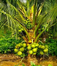 COCONUTS Four Organic  Dwarf  Coconut seed sprouted