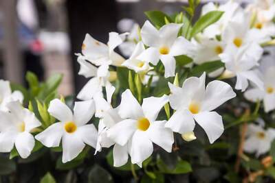 5 CHILEAN JASMINE / MANDEVILLA Laxa White Fragrant Flower Vine