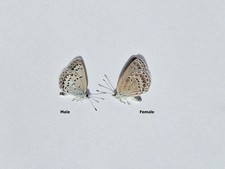 Unmounted pair butterfly Zizina otis (Fabricius, 1787)