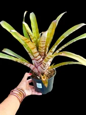 Aechmea ‘Vaquero’ – Bold Banded Foliage | Robust Young Bromeliad By C. Skotak