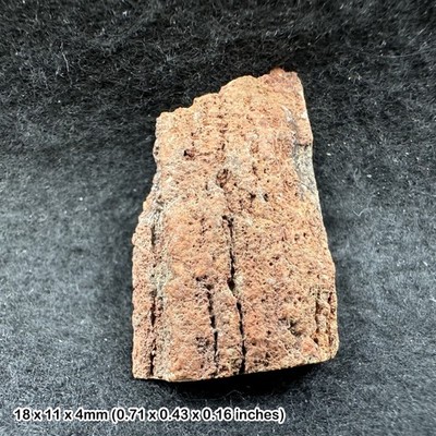 Strelley Pool Stromatolith - 3,5 Milliarden Jahre altes präkambrisches Fossil - Western