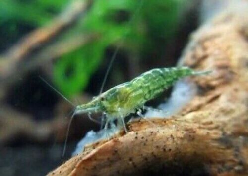 PIANTE PER ACQUARIO DOLCE OSSIGENANTI egera cabomba hygrofila ceratophyllum - Foto 47 di 53