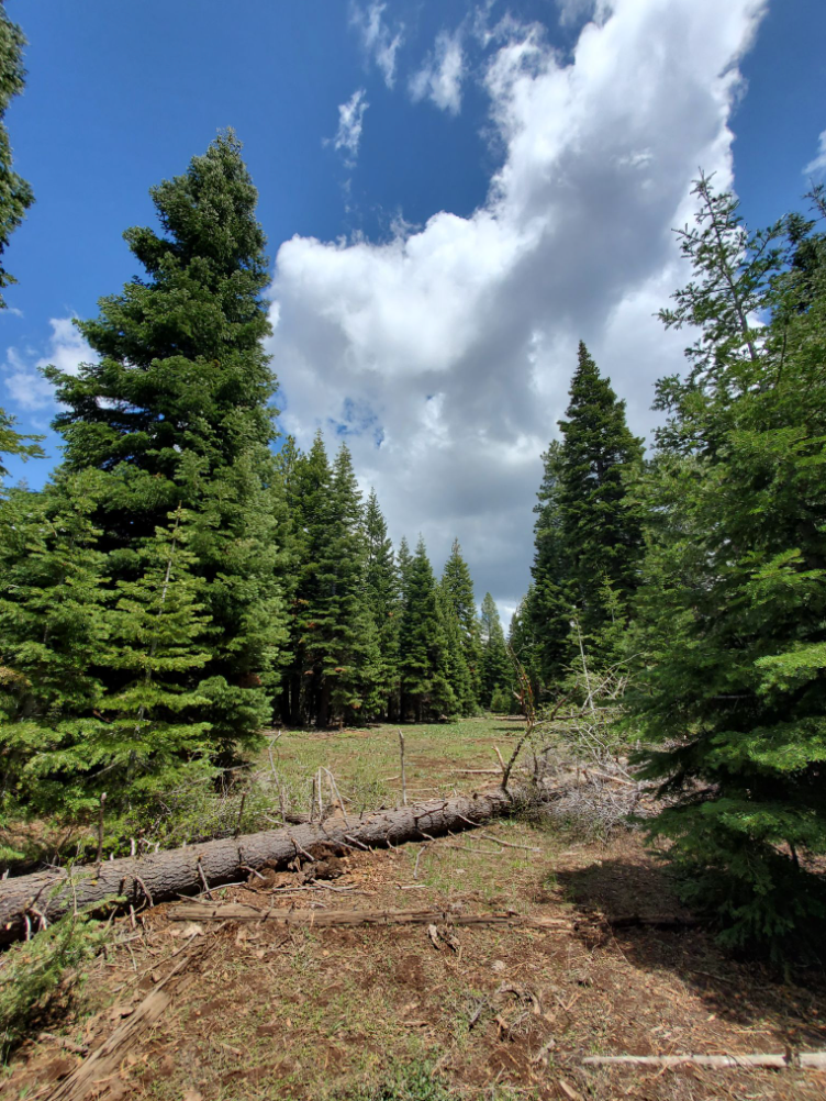 California Land For Sale .92 Acres With Tall Trees & Level! Modoc