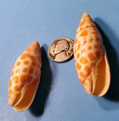 2-MITRA PAPALIS SEA SHELLS.