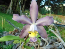 C. loddgesii v. coerulea X C. schlleriana v. coerulea Bloom size 4" pot SPECIES