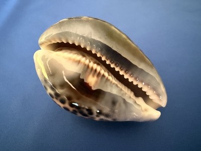 Cypraea Tigris, Rare Dark Base