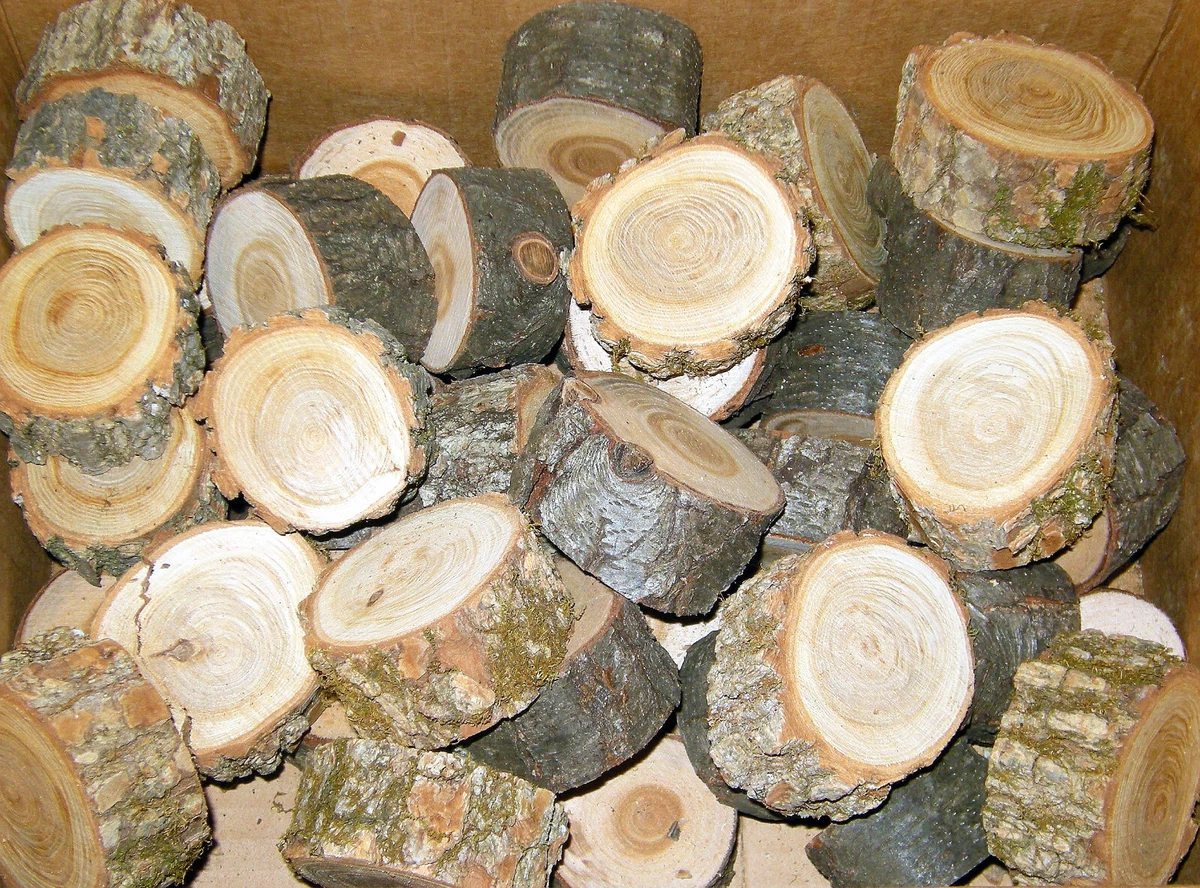 Walnut Rounds Unfinished Black Walnut Wood