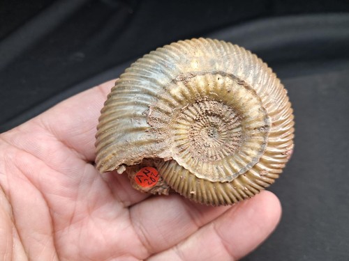 very nice ammonite, Parkinsonia parkinsoni ,from upper bajocian,Oberpalz-Bavaria - Imagen 18 de 24