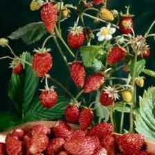 Strawberry Alpine Mignonette