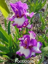 "FOOTLOOSE"  ~ Tall Bearded Iris Rhizome ~ Fresh and Healthy, REBLOOMER