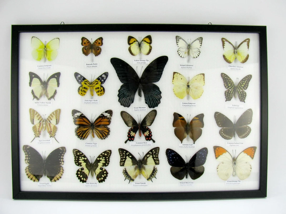 5 Farfalle Tassidermia Autentiche In Cornice Nera - Esemplare Da Parete 19,5x29,5 Cm - Decorazione Scientifica Originale