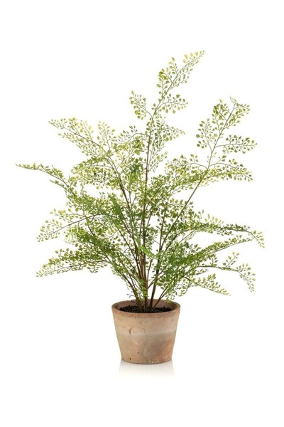 Artplants Deko Frauenhaarfarn Gleran Im Terracottatopf, Wurzeln, GrüN, 65Cm-image