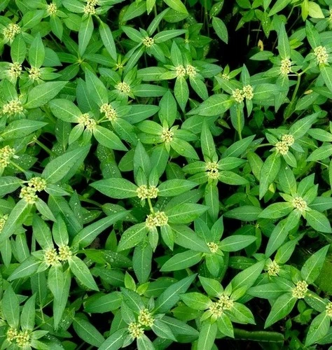 Buschgeißbaum BUTTERFLY 30-40 cm im Topf