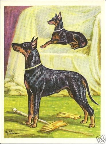 1952 Dog Art Print Austria Tobacco Black & Tan TOY & STANDARD MANCHESTER TERRIER - Picture 1 of 1