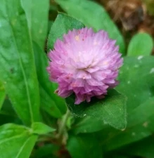 100+ Pink Globe Amaranth Seeds(Gomphrena Globosa/Makhmali/Vadamali)Annual Flower