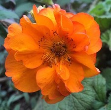 Geum ‘Firestorm' - 1 x 1 litre pot - Stunning
