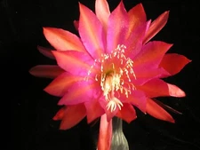 Epiphyllum, Orchid Cactus, " FASAN ", Don's Quart pots SEPT/3