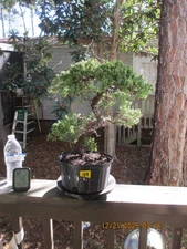 SPECIMEN BONSAI TREE JUNIPER PROCUMBENS NANA/U9