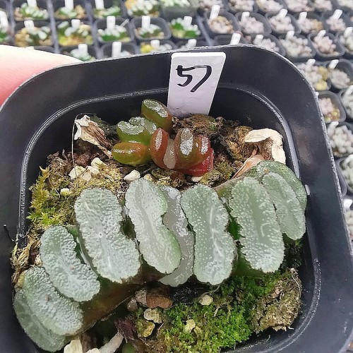 4CM Succulent Plant Haworthia Truncata Hakuji Lens Liliaceae Home Garden Plant - Picture 3 of 5