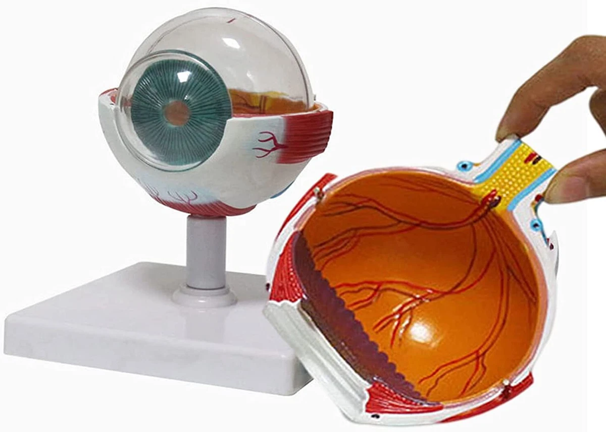 6X Enlarged Human Eye Anatomical Model Human Eye Anatomy Detachable Into 7  Parts | eBay