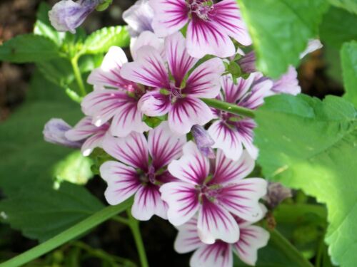 MALVA ZEBRINA 60 SEEDS PERENNIAL FLOWER