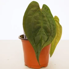 Anthurium Red Vein Dark Phoenix rooted active growing plant. Exact Plant