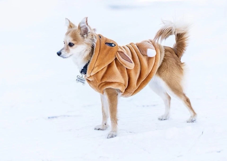 Jaqueta casaco roupa média animal de estimação cosplay quente lã fantasias cachorro Pokemon anime - Imagem 2 de 4