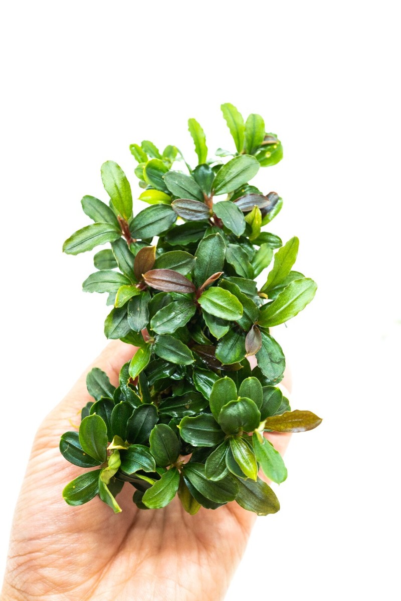 水草 BUCEPHALANDRA for owo BUCEPHALANDRA for owo