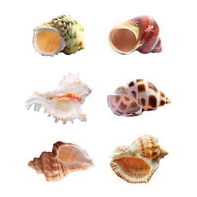Hermit Crab Shells Medium to Large Growth Turbo Seashells 1''-2'' Openning Size...