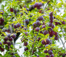Santa Rosa Plum Tree - 2-3ft - 3Gallon - Prunus