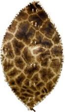 Vintage Zulu Handmade African Giraffe Hide Warrior Shield