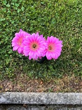 Trichocereus-Echinopsis-Lobivia BS 2020-7516 REX 005