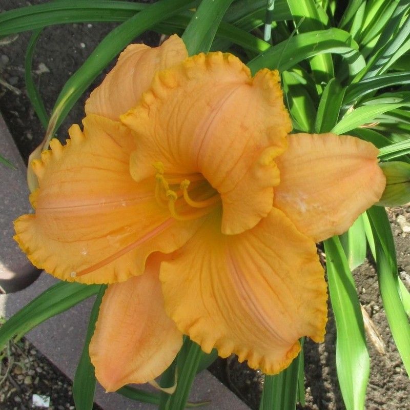 Daylily Pure and Simple! CHARITY AUCTION!
