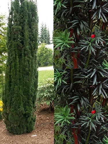 Taxus Baccata Fastigiata Robusta Rare Column Yew Tree in a Pot By Direct Plants