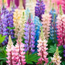 Pixie Delight Lupine Seeds | Non-GMO | Free Shipping | Seed Store | 1253