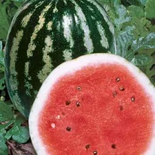 50 Crimson Sweet Watermelon Seeds. USA Seeds. Organic. Ships free