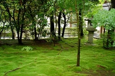 Premium Soil for Growing Moss – Moss Gardens & Terrariums