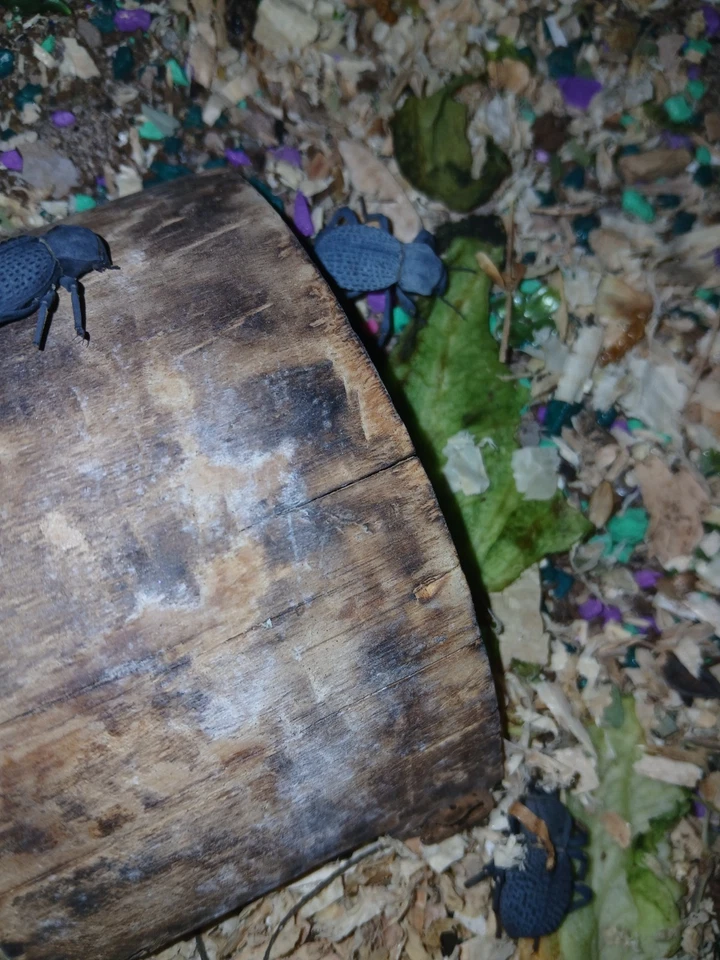 4 Blue Death Feigning Beetle , excellent pet,beginners, docile, easy to handle - Image 3 of 4