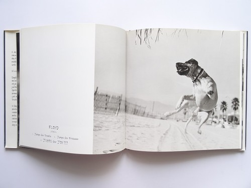 Dog Photo Book 2001 96 Pages Animals From Japan - Picture 4 of 10