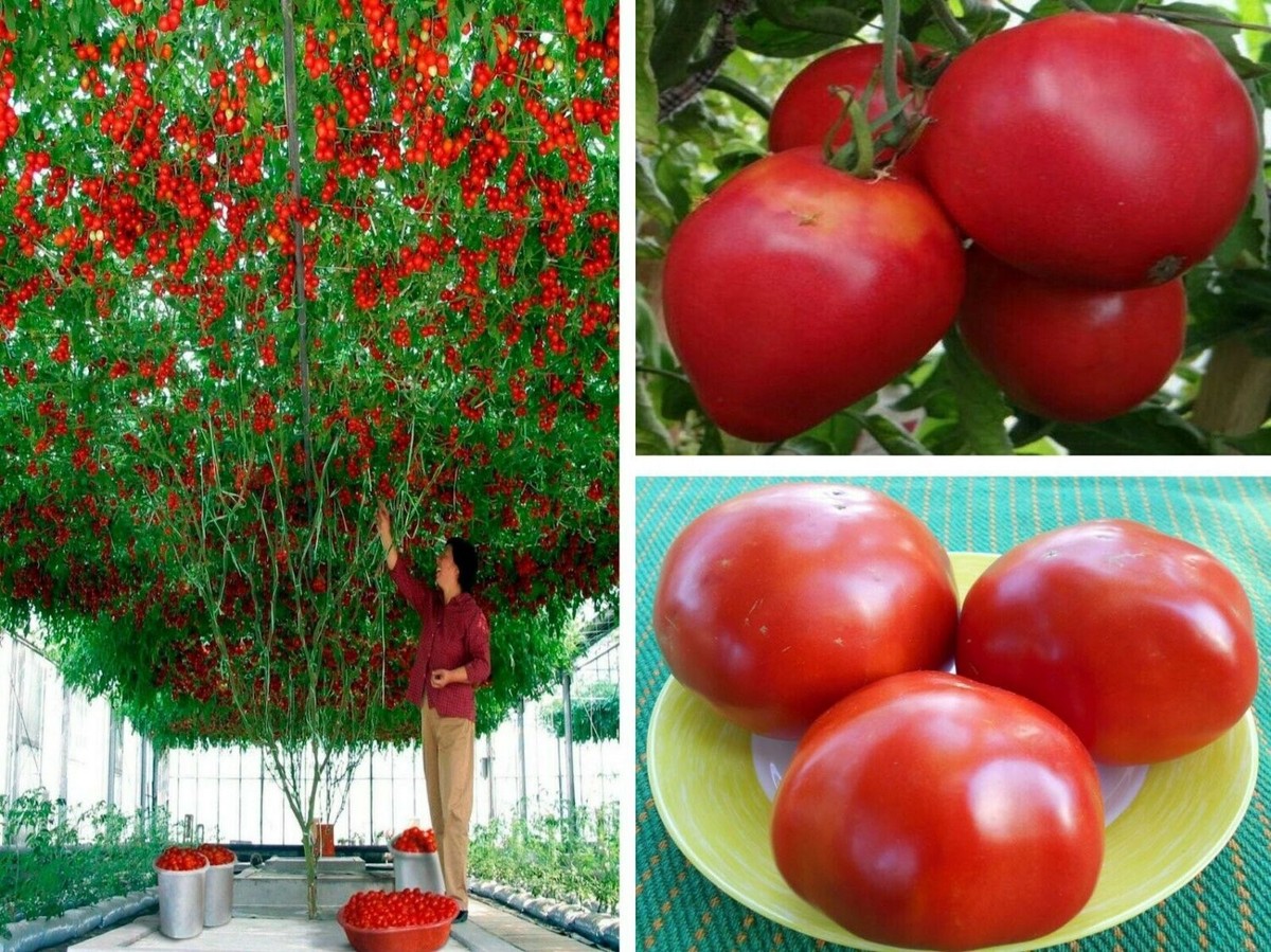 【レッチリとまと】 Red Torch - (F1) Tomato Seed | Johnny's Selected Seeds