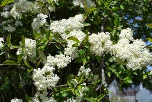 Black Haw Virbunum Sapling Tree - 6 Inch Tall - 4 Inch Pot - White Bloom Cluster - Picture 4 of 9