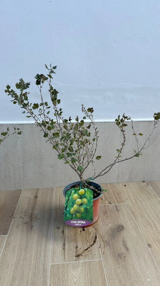 Pianta di Uva Spina. 2 colori a scelta: bianca e rossa. frutti di bosco in vaso - Immagine 2 di 4