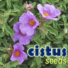 CISTUS CRETICUS - ROCKROSE 50 SEEDS -  LABDANUM FRESH