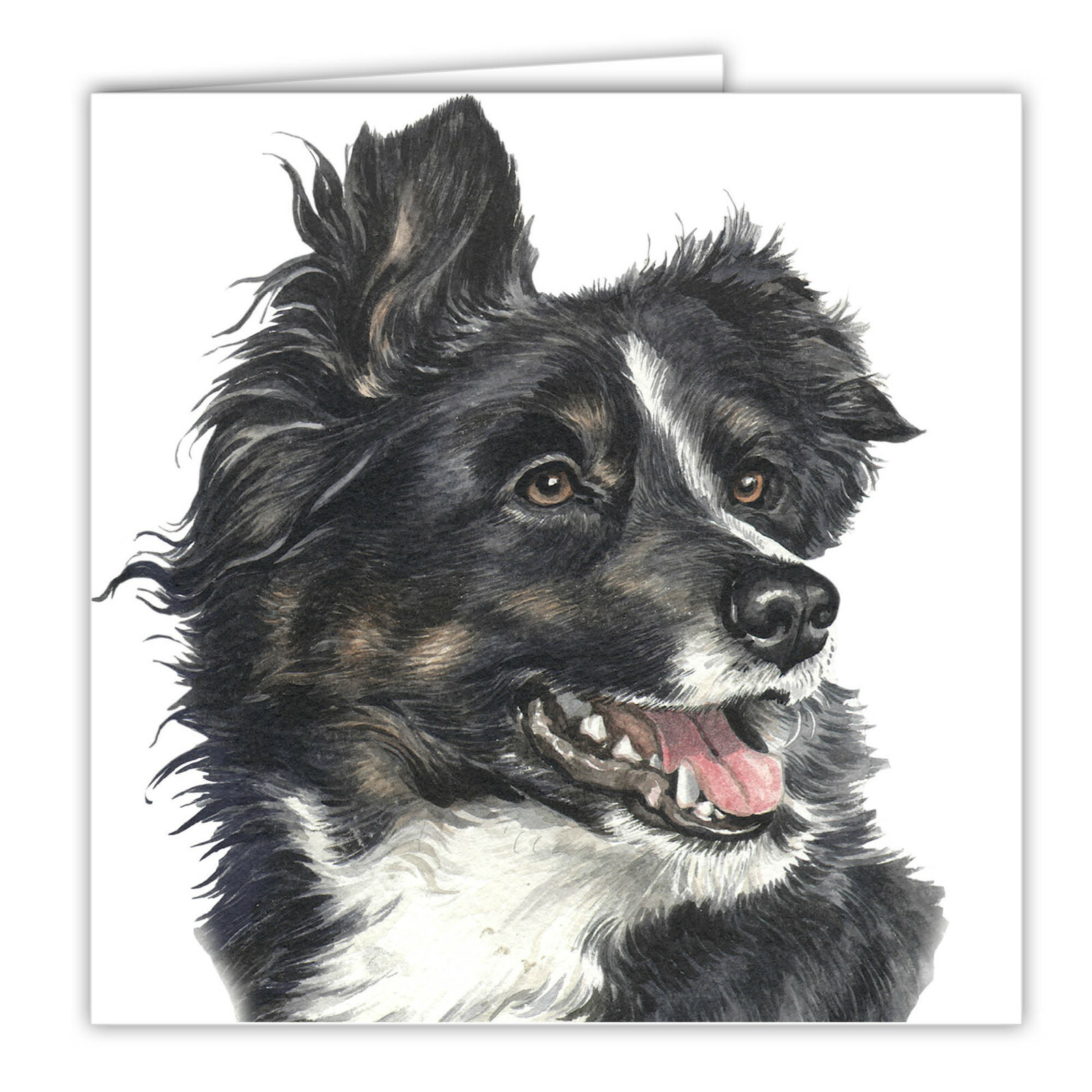 Border Collie greetings card dog blank card dogs Border Collies WAGGYDOGZ art
