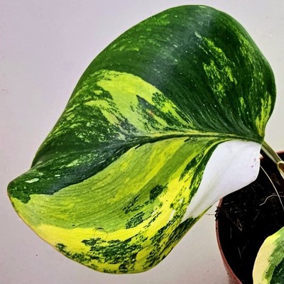 Philodendron White Princess Aurea Tricolor Variegata -  E132