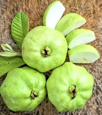 250+ White Crystal Guava Seedss (Psidium guajava L) For Planting