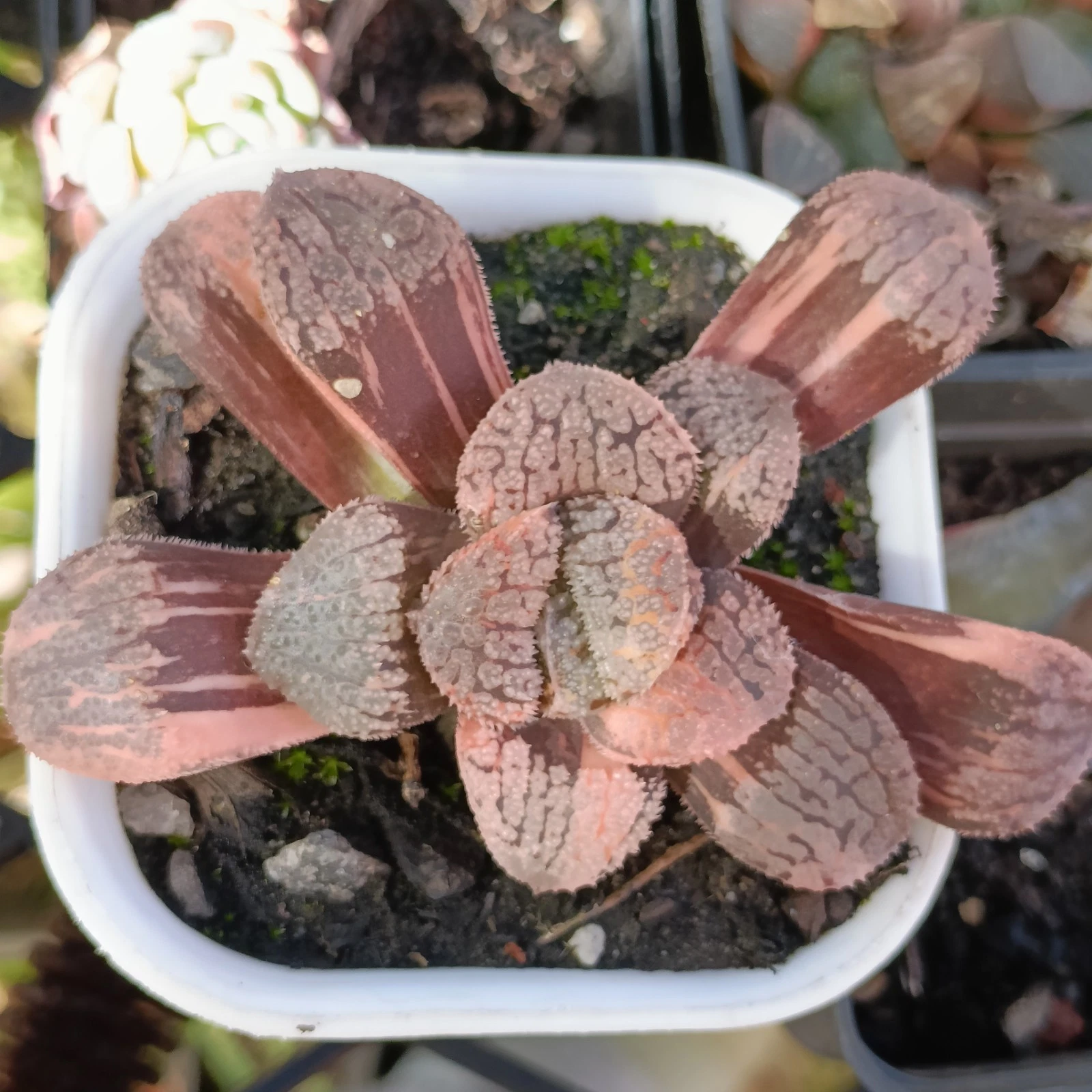 Haworthia 'Mordor Variegated nice Succulent plant
Opens in a new window or tab