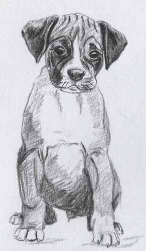 Boxer Pup - CUSTOM MATTED - 1958 Vintage Dog Art Print - Small