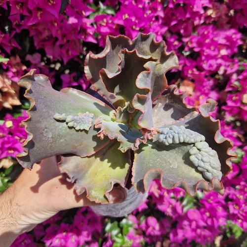 Echeveria Thanos 13 cm. Pot rare Succulent Cactus Haworthia Sedum